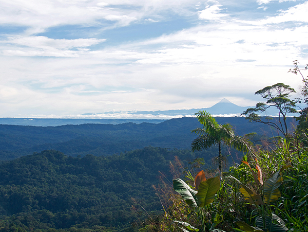 View of Ecuadorian Rainforest and mountain